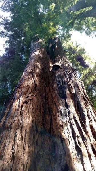 Big redwood trees in the Forest of Nisene Marks