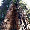 Big redwood trees in the Forest of Nisene Marks