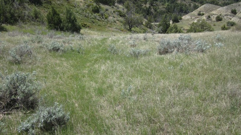 Typical 'no trail' grass section of the route (location not exact)