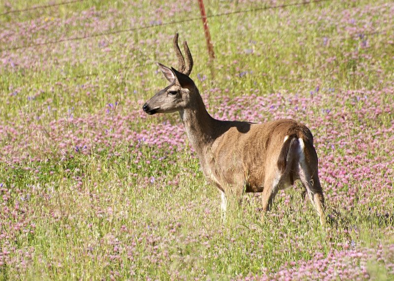 Deer at Coyote Lake-Harvey Bear Ranch.