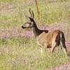 Deer at Coyote Lake-Harvey Bear Ranch.