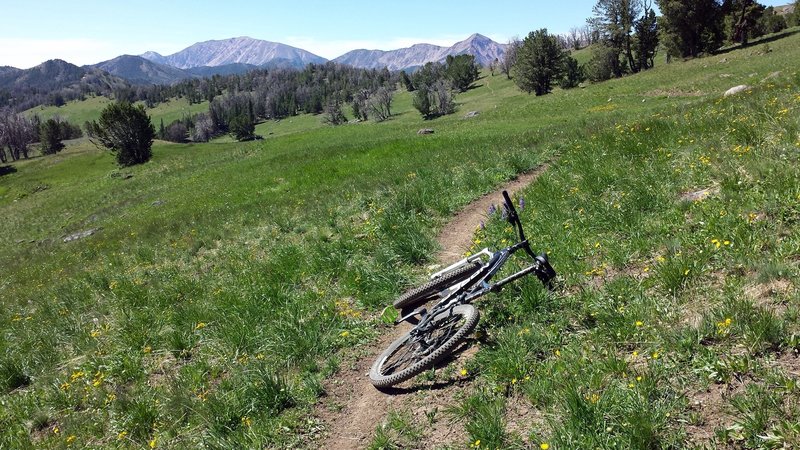 Beautiful singletrack through an alpine meadow