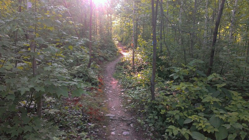 Cruising singletrack