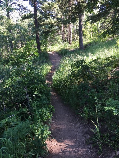 A section of shady singletrack