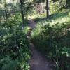 A section of shady singletrack