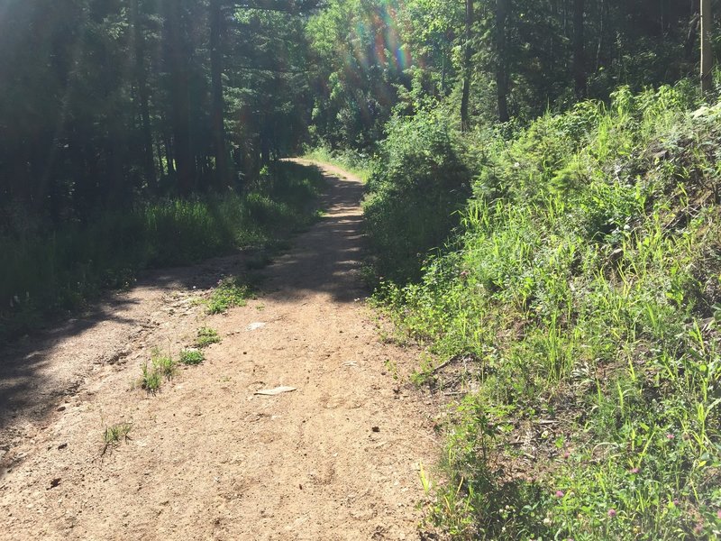 Nice shady doubletrack for ~3 miles.