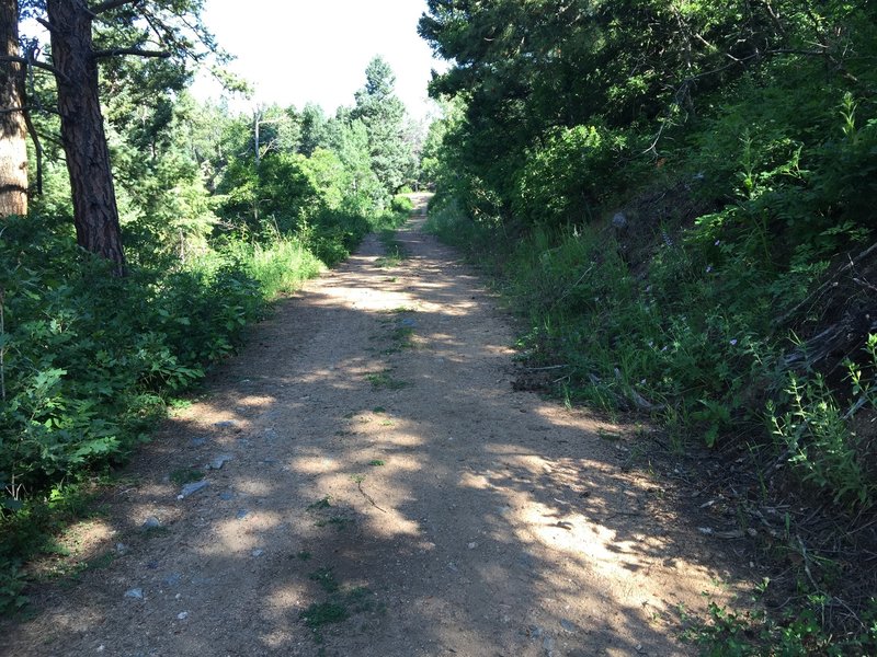 More doubletrack through the foliage