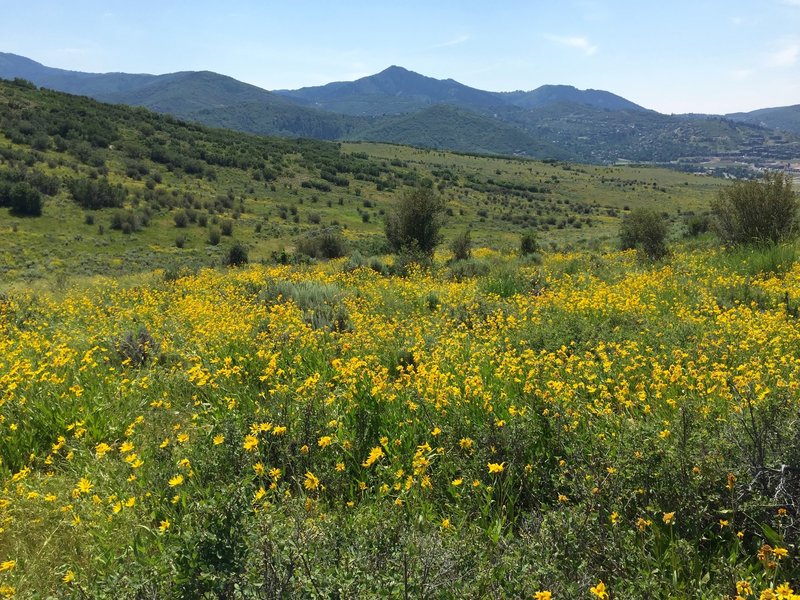 Near bottom, beautiful wild flowers the entire trail