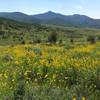 Near bottom, beautiful wild flowers the entire trail