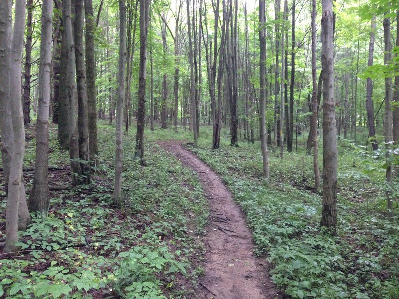 The first flat section of trail offers a welcome break from the consistent climbing.