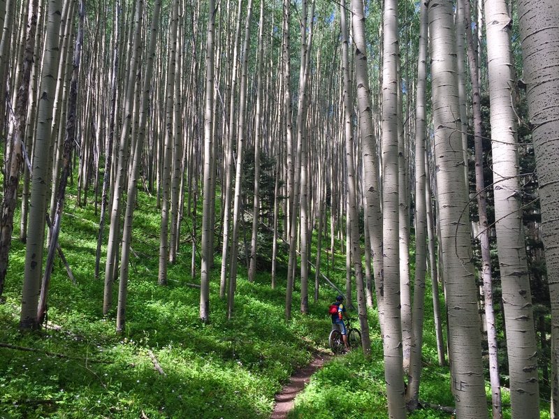 Nice rest spot in the aspens before beginning the major decent.