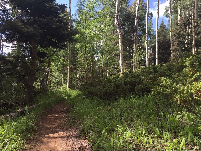 Long, gentle incline toward the campsites on FR 437