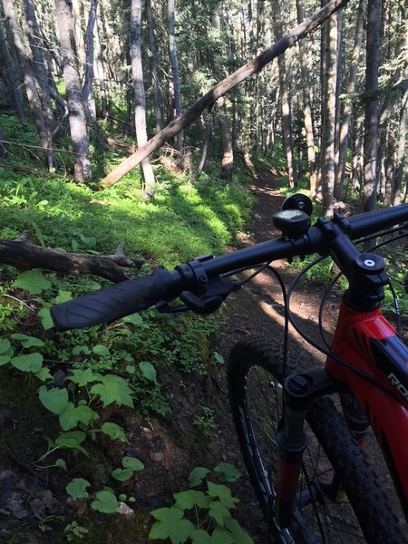 Very fast downhill section under the forest canopy.  Lots of fun.