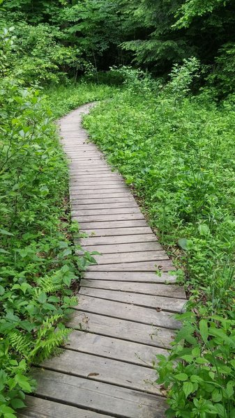 Elevated wooden tread along the Sore Heel Trail