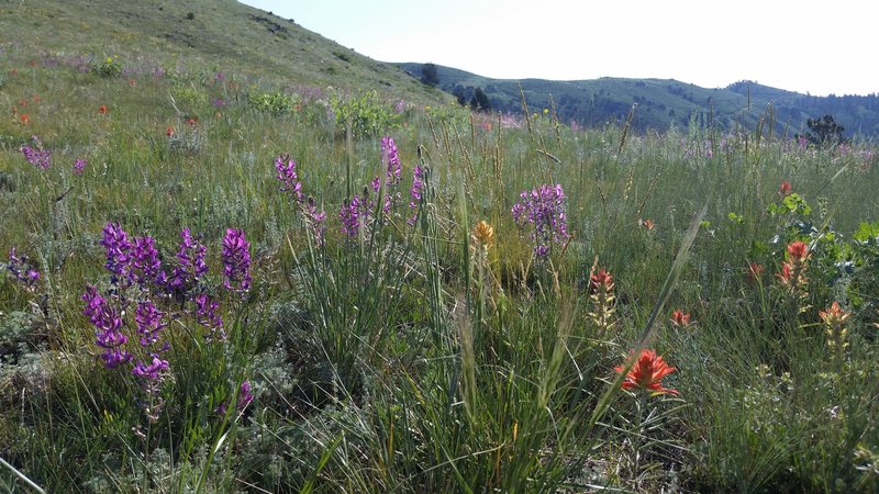 Wildflowers in bloom all along the trail