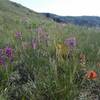 Wildflowers in bloom all along the trail