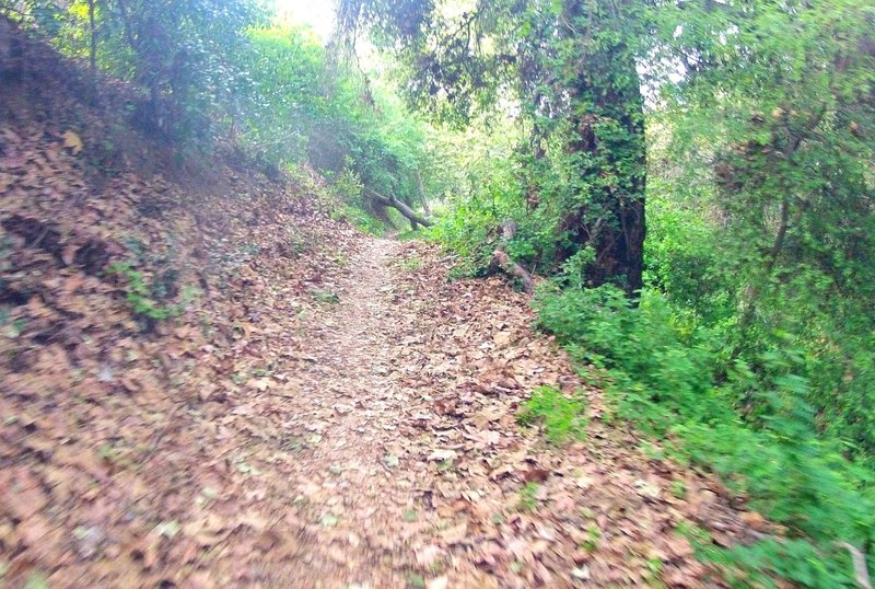 Buddhist Singletrack