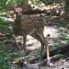 White-tailed deer fawn