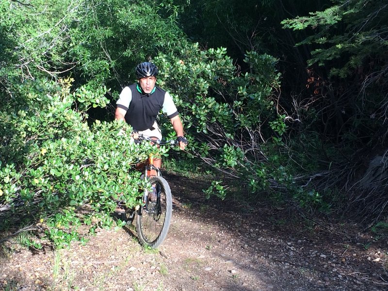 A few tight sections through the overgrown vegetation.