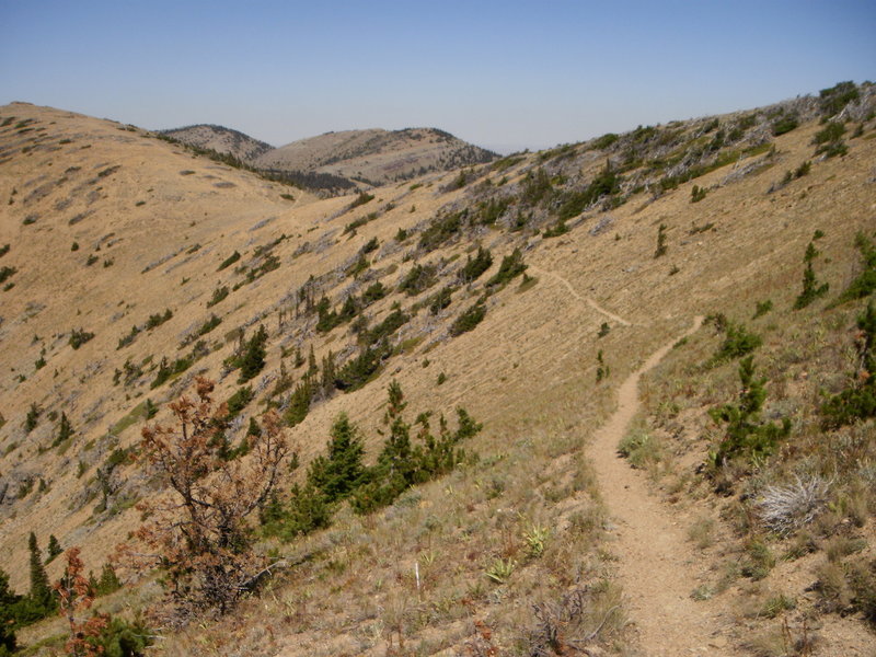 Backcountry singletrack on the CDT.