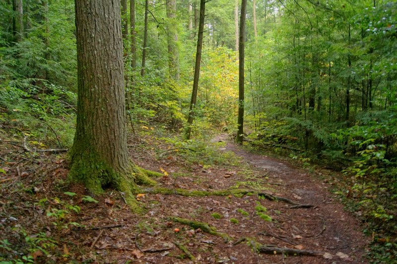 Along the Sheltowee Trace