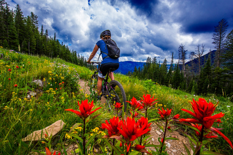 Wildflowers on Philips Ridge Trail