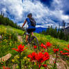 Wildflowers on Philips Ridge Trail