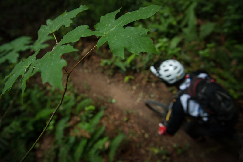 A racer starts on Falcon Punch during the Cascadia National Enduro Championship.