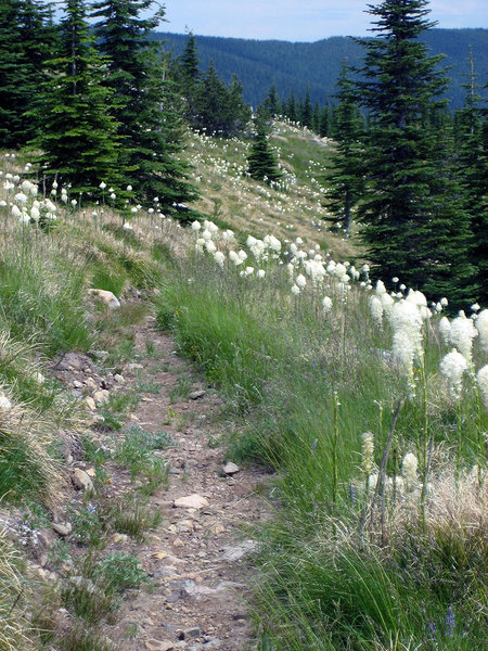 Singletrack through the beargrass.