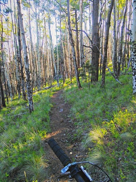 Singletrack through the aspens