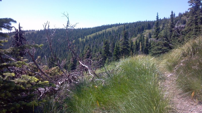 Trail #35 rolling through beargrass meadows.