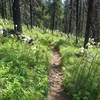 Nice ride through beargrass and lodgepole pine forest.