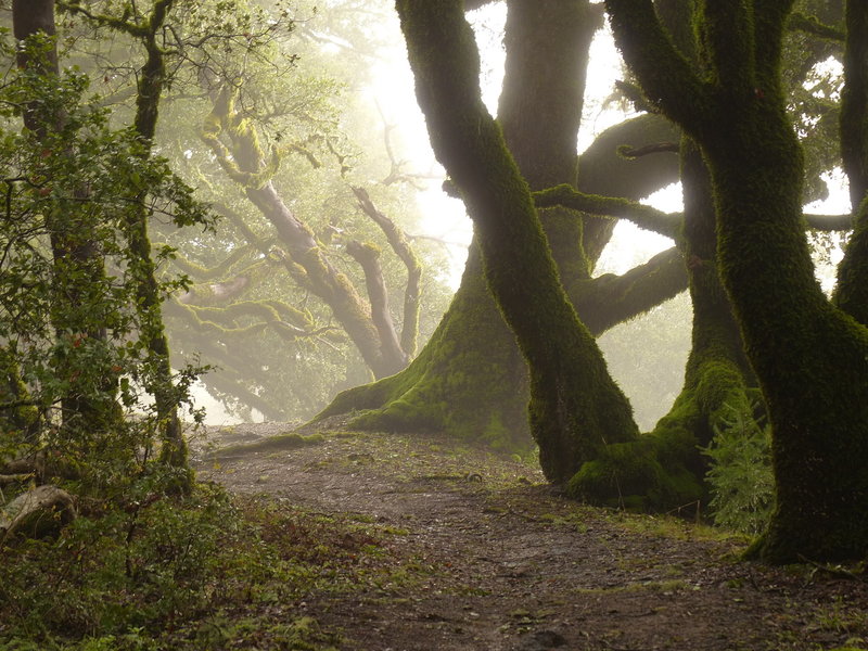 Ancient Oaks Trail