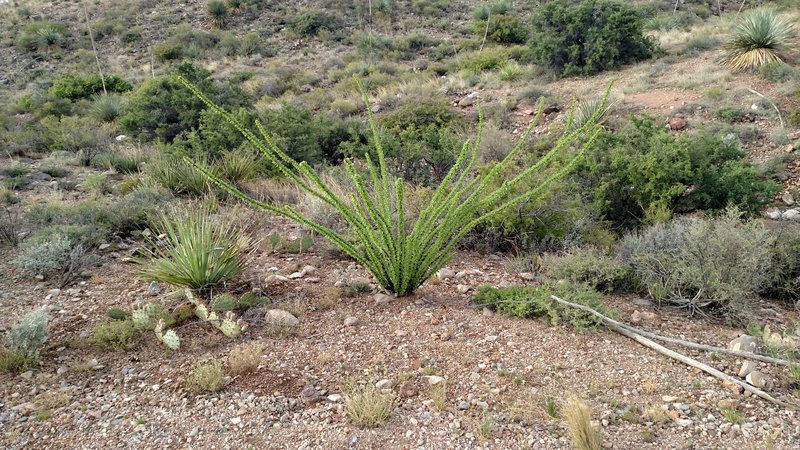 Local Ocotillo, beautiful but they bite