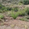 Local Ocotillo, beautiful but they bite