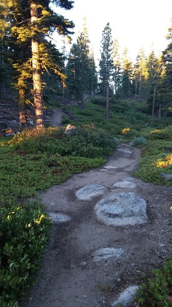 Miles of buff singletrack!