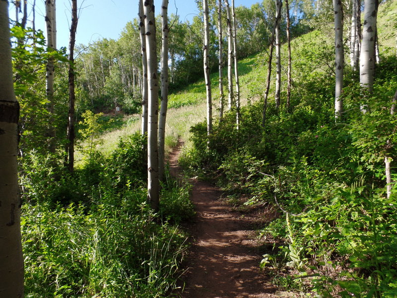 Winding tree section of Jenni's Trail right before the intersection with CMG.