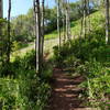 Winding tree section of Jenni's Trail right before the intersection with CMG.