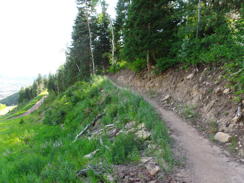 Part of Jenni's Trail that launches you up into a forested area with some great views of the surrounding area.