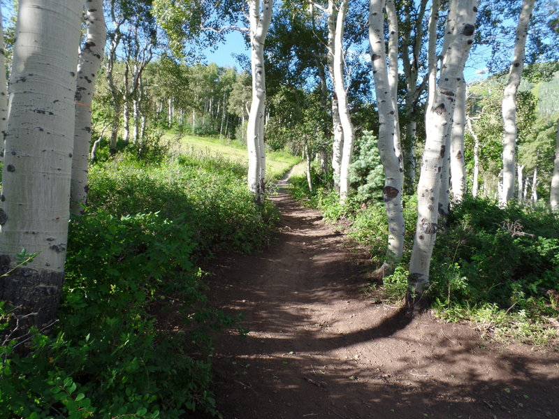 Part of Jenni's Trail right after the intersection with Loose Moose.