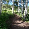 Part of Jenni's Trail right after the intersection with Loose Moose.