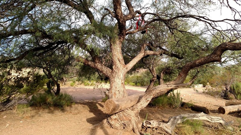 There's boots in that tree...