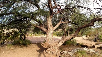 There's boots in that tree...