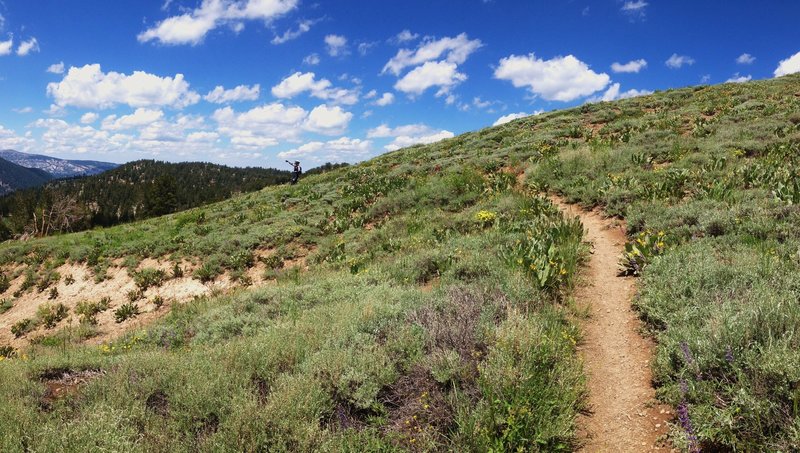 TRT... wildflowers blooming... about to descend to the top of Toads!