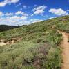 TRT... wildflowers blooming... about to descend to the top of Toads!