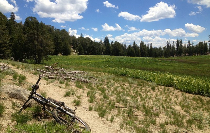 High meadow off Tahoe Rim Trail