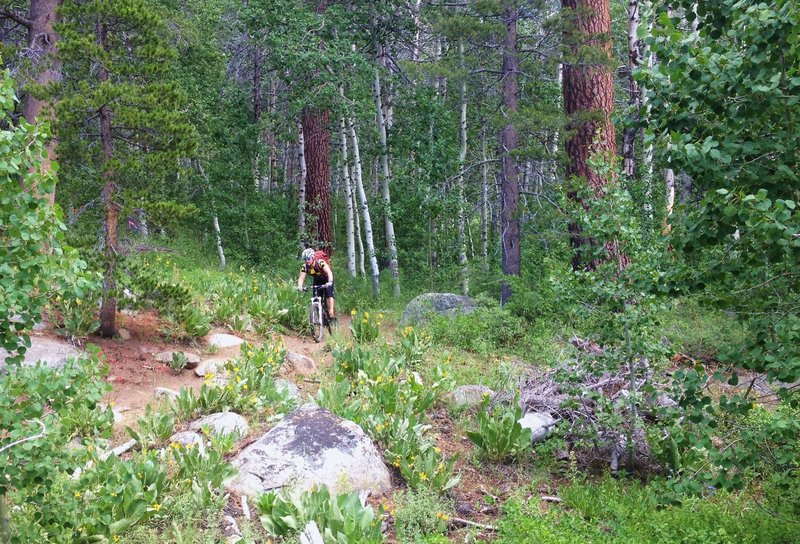 Leaving an aspen grove