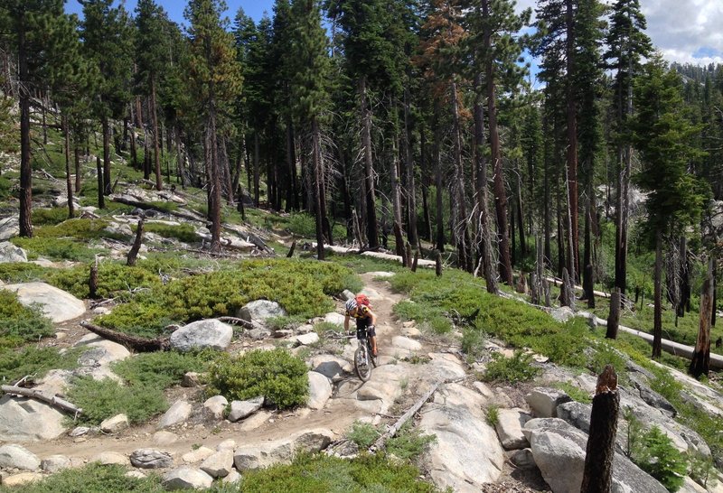 Christmas Valley Trail, through an old burn.