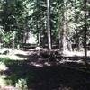 The trail has many of these tunnels of trees.  Much prettier in person than the photo.