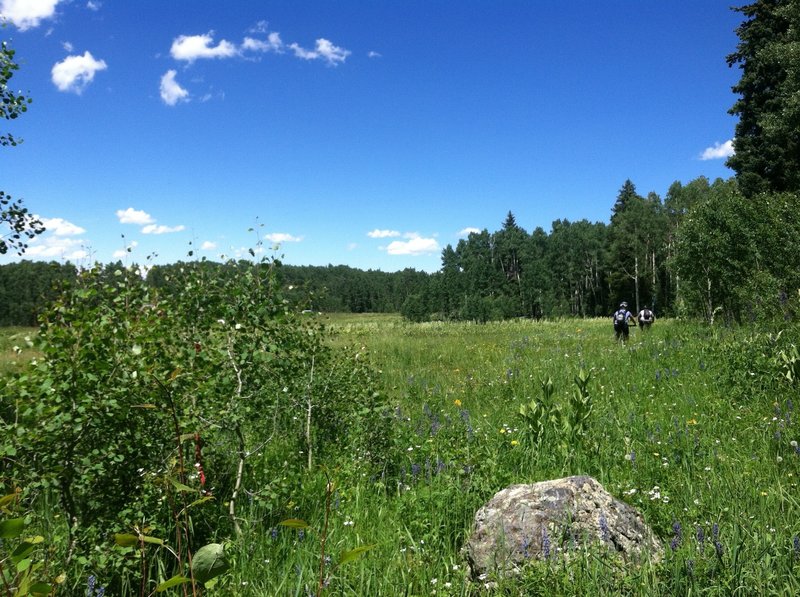 Aspen grove to open meadow and wild flowers, back to another aspen grove.